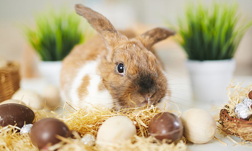 Channel the Easter Bunny’s Productivity