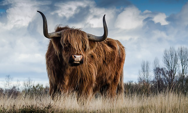 Take the Bull by the Horns by Implementing Live Chat on Website