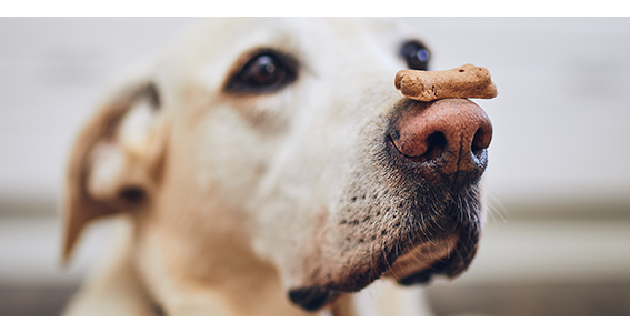 live chat for small business - dog balancing biscuit on noise